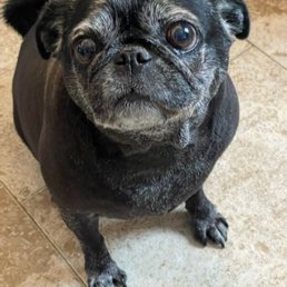 Spa day at groomer. Spa day at groomer.