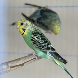 Ary exotic birds pet shop