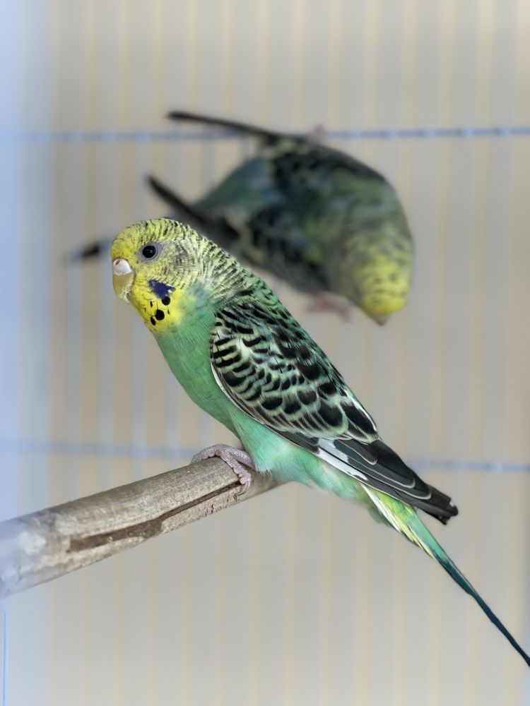 ARY EXOTIC BIRDS PET SHOP Updated September 2024 15 Photos 128