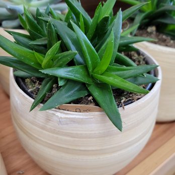 Trader Joe's - Succulent bowl - Grocery Near Me - Portland, Oregon Trader Joe's - Succulent bowl - Grocery Near Me - Portland, Oregon