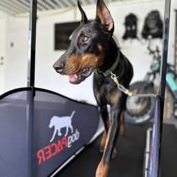 Canine Path - Pet Training Near Me - Henderson , Nevada