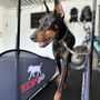 Photo of Canine Path 