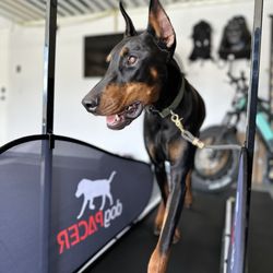 Canine Path