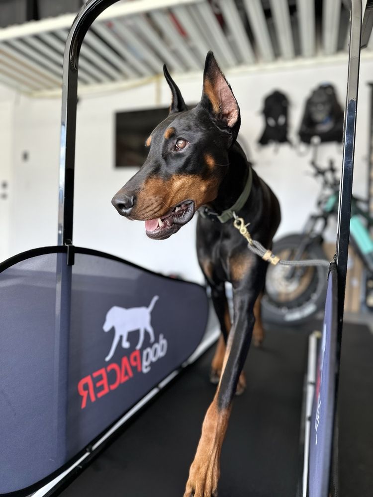 Canine Path - Pet Training Near Me - Henderson , Nevada Canine Path - Pet Training Near Me - Henderson , Nevada