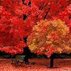 Autumn Tranquility Massage