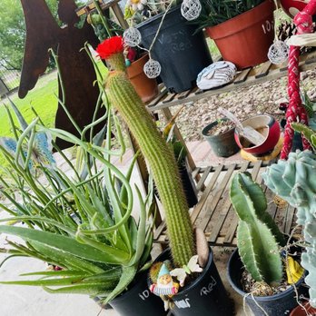 Marcia's Garden - Nurseries & Gardening Near Me - Tucson, Arizona