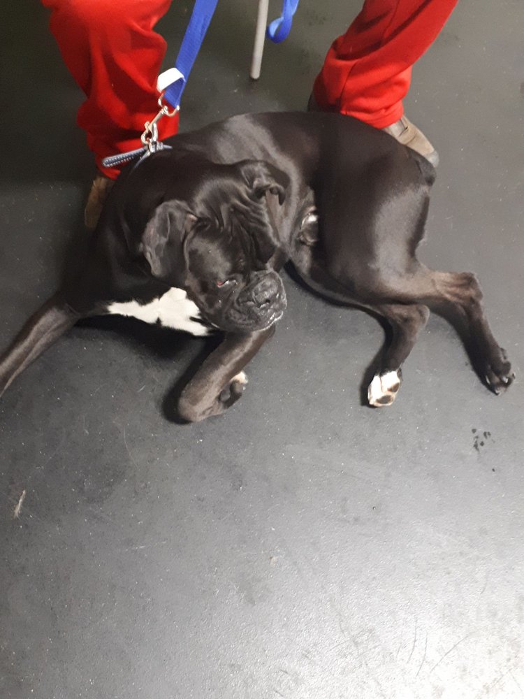 SEE SPOT RUN DOGGIE DAYCARE & TRAINING Updated September 2024 7715