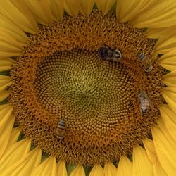 Sweet Seasons Family Farm - Sunflower, bees