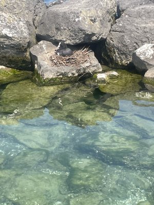 Bains des Pâquis by null