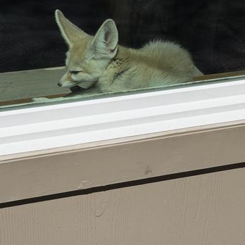 Zootah At Willow Park - Fox - Zoos Near Me - Logan, Utah Zootah At Willow Park - Fox - Zoos Near Me - Logan, Utah
