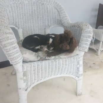 Pam's Pet Center - Caught snuggling at work - Pet Groomers Near Me - Candler, North Carolina Pam's Pet Center - Caught snuggling at work - Pet Groomers Near Me - Candler, North Carolina