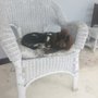 Photo of Pam's Pet Center