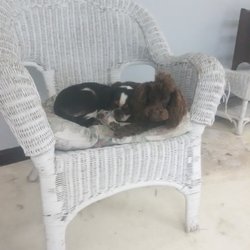 Pam's Pet Center - Caught snuggling at work