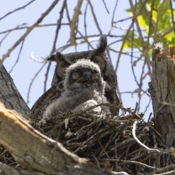 Covington Park - Great horned owls!!