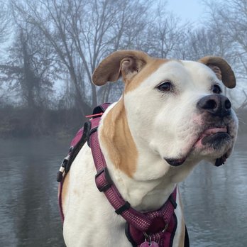 French Broad River Park - Scarlett at the French Broad River - Dog Parks Near Me - Asheville, North Carolina French Broad River Park - Scarlett at the French Broad River - Dog Parks Near Me - Asheville, North Carolina
