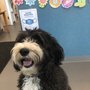 Photo of Seattle Canine Solutions