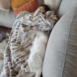 IowaRoyaltyRagdolls - The sweetest, attention seeking, playful cat we have ever had.  Perfect addition to any family!