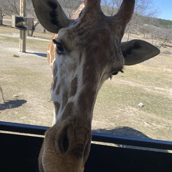 Fossil Rim Wildlife Center - Up close and personal! - Zoos Near Me - Glen Rose, Texas Fossil Rim Wildlife Center - Up close and personal! - Zoos Near Me - Glen Rose, Texas