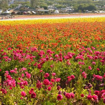 The Flower Fields - Venues & Event Spaces Near Me - Carlsbad, California The Flower Fields - Venues & Event Spaces Near Me - Carlsbad, California
