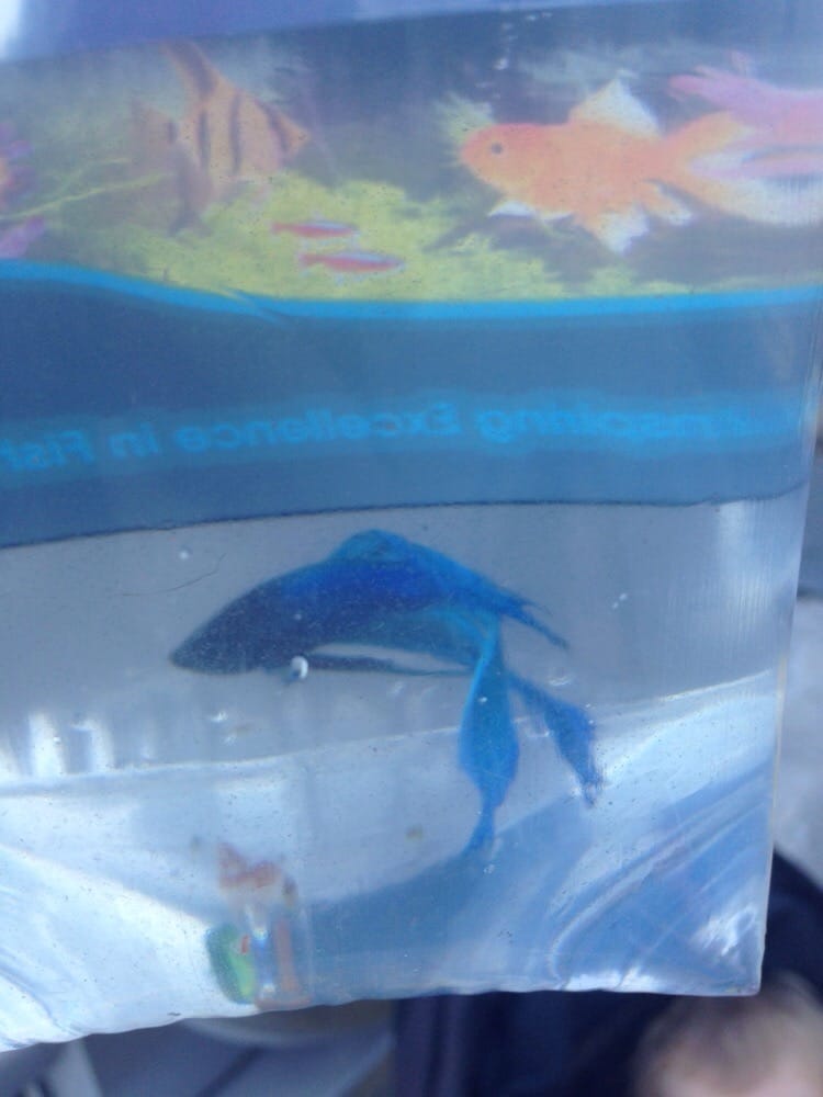 PETBARN 372 Eastern Valley Way, Chatswood New South Wales, Australia