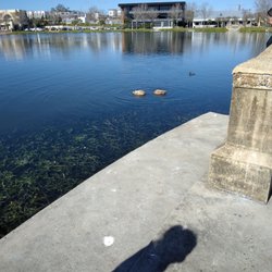 Ducks