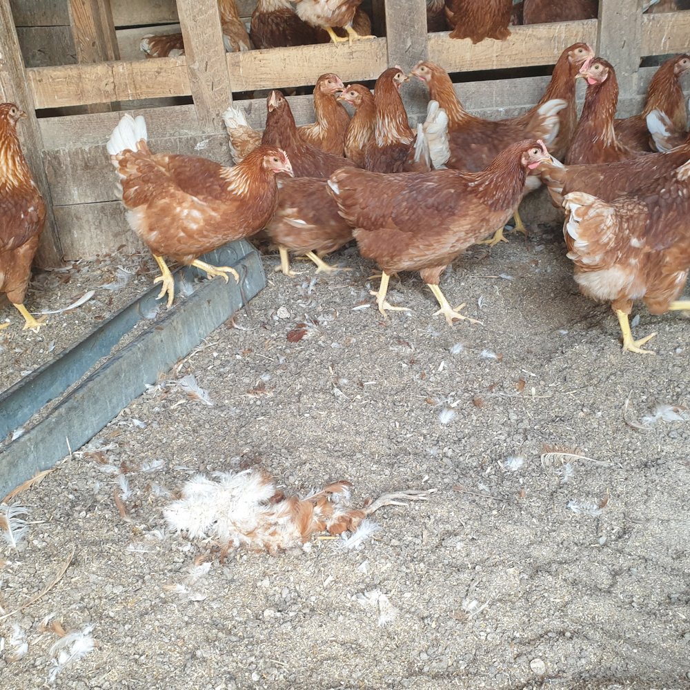 Gilman's Farm and Feed - Dead chicken in the dirt floor - Farmers Market Near Me - Glen Allen, Virginia Gilman's Farm and Feed - Dead chicken in the dirt floor - Farmers Market Near Me - Glen Allen, Virginia
