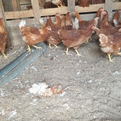 Gilman's Farm and Feed - Dead chicken in the dirt floor