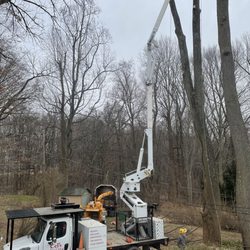 Cel's Tree Care - Cel helped remove two very large poplar tree that were near our house.