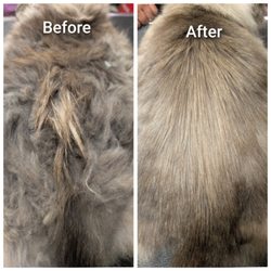 Green Pawz Pet Boutique & Grooming - From scruffy to fluffy!