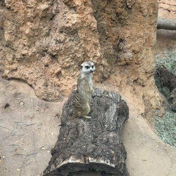 Lincoln Park Zoo - Meerkat - Zoos Near Me - Chicago, Illinois Lincoln Park Zoo - Meerkat - Zoos Near Me - Chicago, Illinois