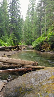 Gifford Pinchot National Forest by null