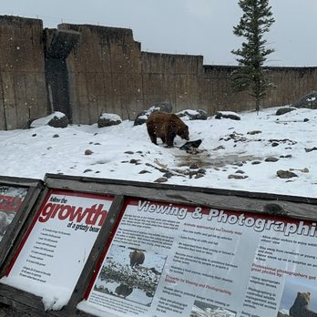 Montana Grizzly Encounter - Amusement Parks Near Me - Bozeman, Montana Montana Grizzly Encounter - Amusement Parks Near Me - Bozeman, Montana