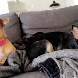 One is my dog whose from NM Lap Dog Rescue and the other is a foster dog.