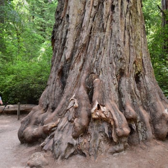 Redwood Loop Nature Trail - Hiking Near Me - Boulder Creek, California
