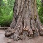 Photo of Redwood Loop Nature Trail