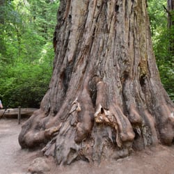 Redwood Loop Nature Trail