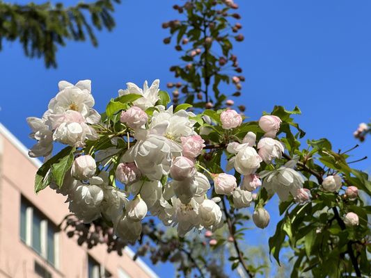 Central Park Conservancy by null