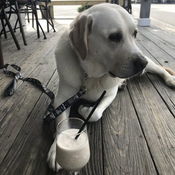 The Chart Room at Crosby's - a dog with a drink - Bars Near Me - Osterville, Massachusetts The Chart Room at Crosby's - a dog with a drink - Bars Near Me - Osterville, Massachusetts