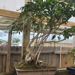 Bonsai by Dori - Undefined