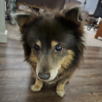 Hillcrest Veterinary Hospital - One old dog. RIP - Veterinarians Near Me - Pleasant Hill, California