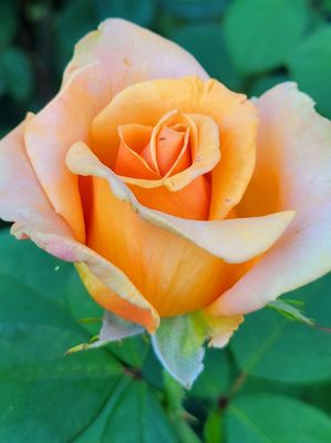 International Rose Test Garden by null