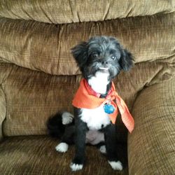 The Pet Studio - PennyLane at 1 year old. She is now 11 years old and we have been going to the Pet Studio about 4 years.