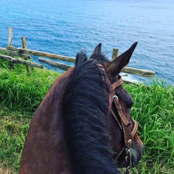 Circle M Ranch - Horseback Riding Near Me - Wailuku, Hawaii Circle M Ranch - Horseback Riding Near Me - Wailuku, Hawaii