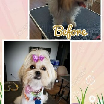 Shampoochie Pet Grooming - Pet Groomers Near Me - Granbury, Texas Shampoochie Pet Grooming - Pet Groomers Near Me - Granbury, Texas