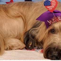 Annabelle (Briard)