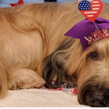 Barks & Bubbles - Annabelle (Briard) - Pet Groomers Near Me - Santa Fe, New Mexico