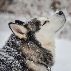 Snow Drift Kennels
