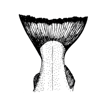 Alaska Home Pack - a black and white drawing of a whale tail - Seafood Markets Near Me - Juneau, Alaska Alaska Home Pack - a black and white drawing of a whale tail - Seafood Markets Near Me - Juneau, Alaska