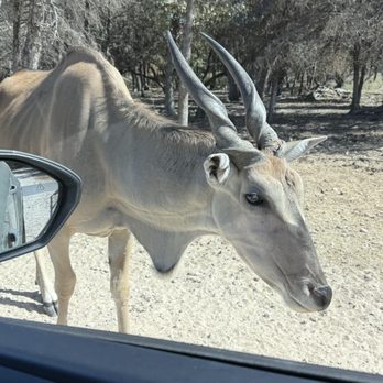Aggieland Safari - Zoos Near Me - Bryan, Texas