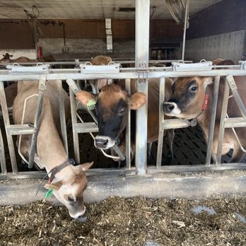 High Lawn Farm - Friendly happy cows - Specialty Food Near Me - Lee, Massachusetts High Lawn Farm - Friendly happy cows - Specialty Food Near Me - Lee, Massachusetts